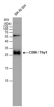 CD90 antibody