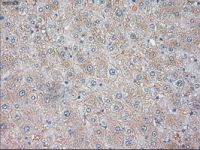 Neurotrophin 3 antibody [3D4]