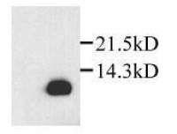 SDF1 beta antibody