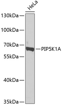 PIP5K1A antibody