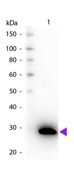 GFP antibody (Biotin)