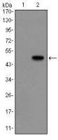 Glucagon antibody [2F9]