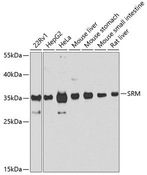 SRM antibody
