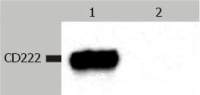 IGF2R antibody [MEM-238]