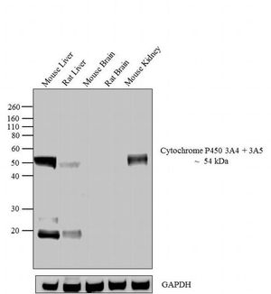 Cytochrome P450 3A5 antibody [F18 P3 B6]