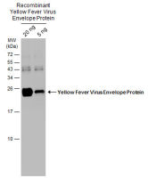 Yellow Fever virus Envelope Protein antibody