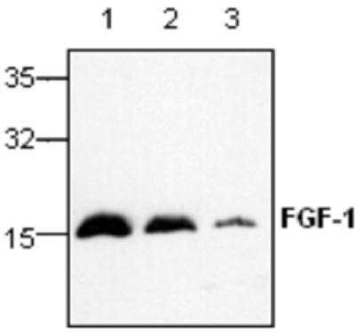 FGF1 antibody