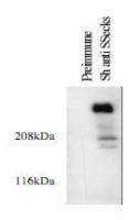AKAP12 antibody