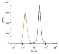 Rad51C antibody [2H11/6]