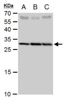 SLC25A6 antibody