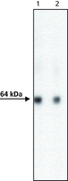 AcV5 tag antibody [ACV5]