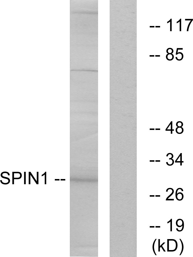 SPIN1 antibody
