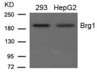 BRG1 antibody