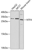 Neurotrophin 4 antibody
