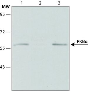AKT1 antibody [PKB-175]