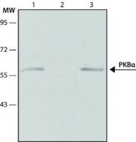 AKT1 antibody [PKB-175]