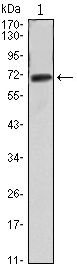 FAK antibody [10H7A6]