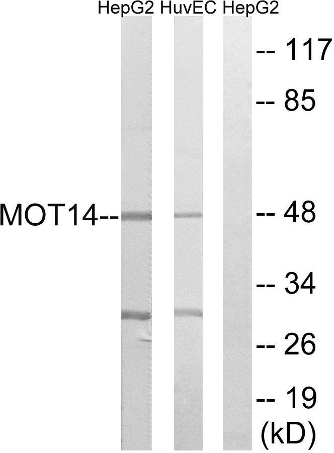 MCT14 antibody