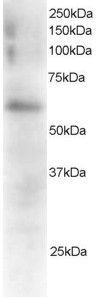 FGR antibody, C-term