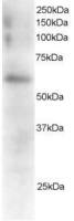 FGR antibody, C-term