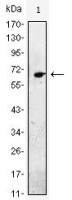 EGF antibody [4E11]