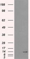 ID3 antibody [10D3]