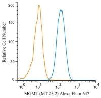 MGMT antibody [MT 23.2]