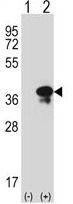 Syntaxin 3 antibody, Internal