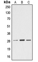 Ephrin A4 antibody