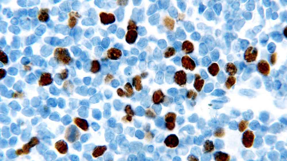 Geminin antibody [EM6]