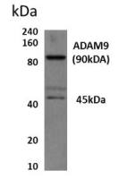 ADAM9 antibody [8A15]