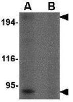 RGPD5 antibody