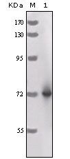 Horseradish Peroxidase antibody [3A5C6]
