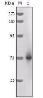 Horseradish Peroxidase antibody [3A5C6]