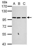 GPRASP2 antibody [C2C3], C-term