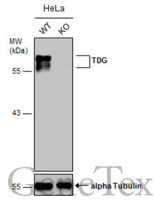 TDG antibody