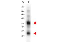 Donkey Anti-Goat IgG antibody