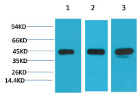 MEK2 antibody [7D11]