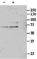 SRF antibody, Internal