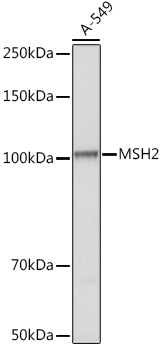 MSH2 antibody
