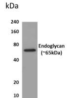 PODXL2 antibody [7R2]