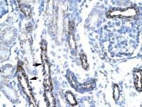 TAF7 antibody, N-term