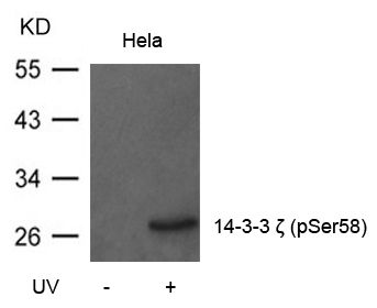 14-3-3 zeta (phospho Ser58) antibody
