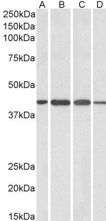 Centaurin alpha 1 antibody, C-term