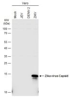 Zika virus Capsid protein antibody