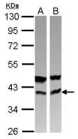 CAB39 antibody