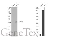 FOXA1 antibody