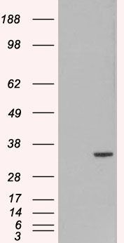 ORC6 antibody, C-term