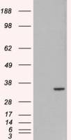 ORC6 antibody, C-term