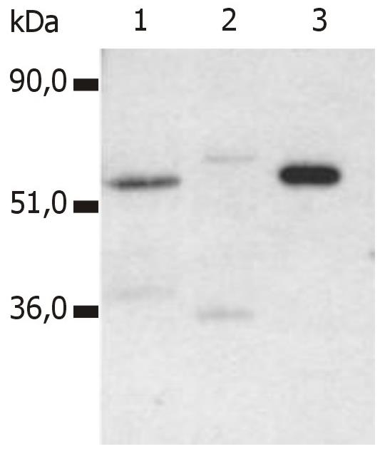 CD4 antibody [MEM-115]